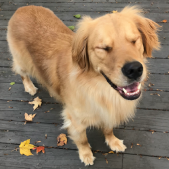 Chief Pet Officer